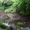 柿田川公園（柿田川湧水群）第一展望台