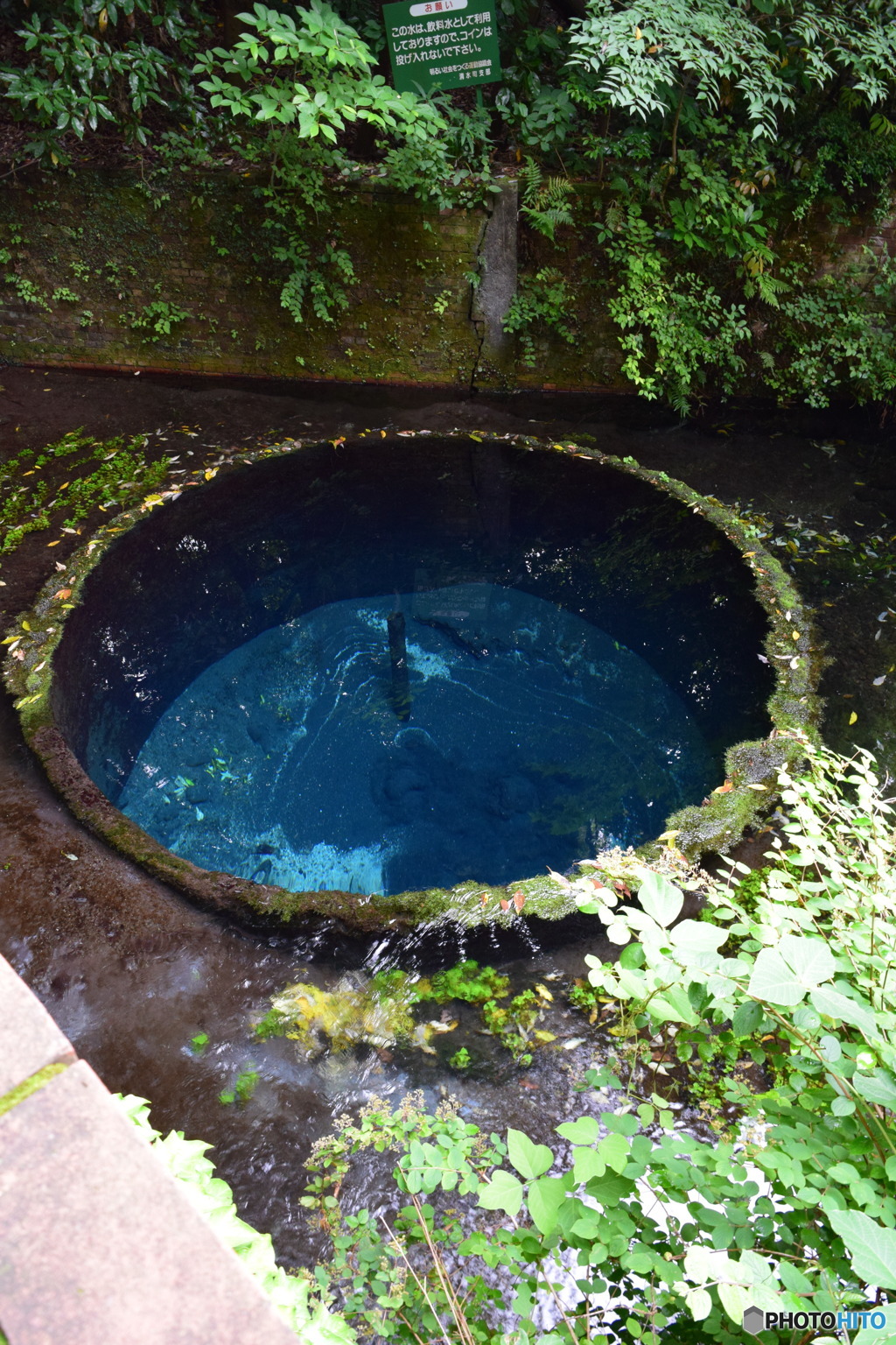 柿田川公園（柿田川湧水群）静岡県清水町　第二展望台からわき間全景