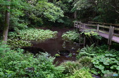 柿田川公園（柿田川湧水群）遊歩道から３