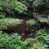 柿田川公園（柿田川湧水群）遊歩道から３