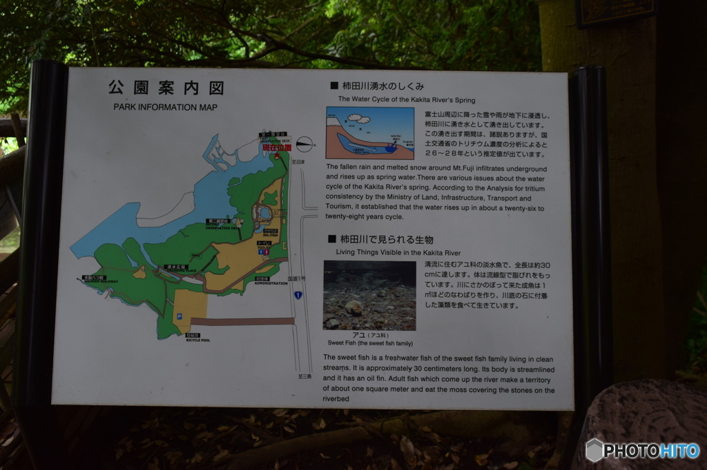 柿田川公園（柿田川湧水群）静岡県清水町　案内板３