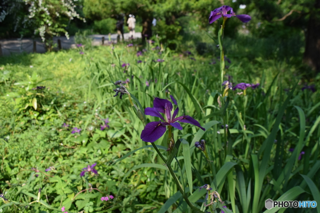神代植物園にて３