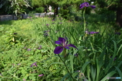 神代植物園にて３