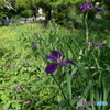神代植物園にて３