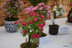 神代植物園にて１