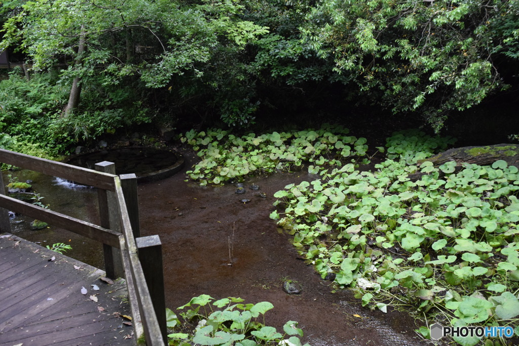 柿田川公園（柿田川湧水群）遊歩道から４