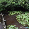 柿田川公園（柿田川湧水群）遊歩道から４