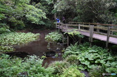 柿田川公園（柿田川湧水群）遊歩道から