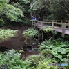 柿田川公園（柿田川湧水群）遊歩道から