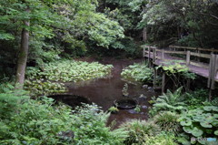 柿田川公園（柿田川湧水群）遊歩道から２