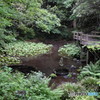 柿田川公園（柿田川湧水群）遊歩道から２