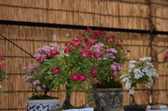 神代植物園にて２