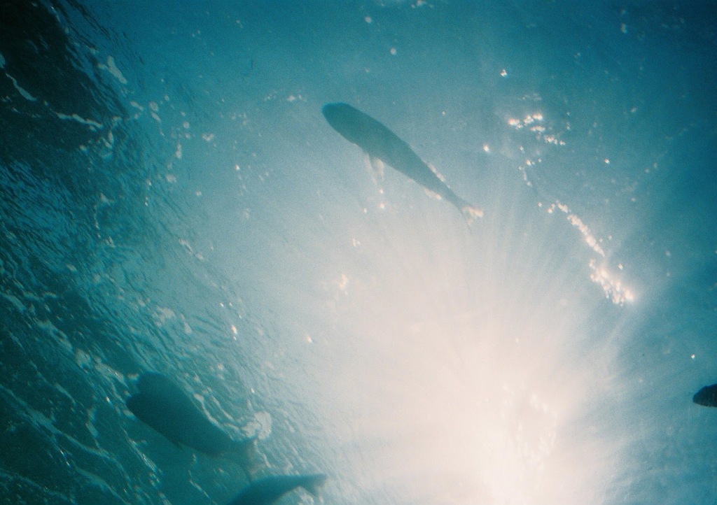 海からでた魚