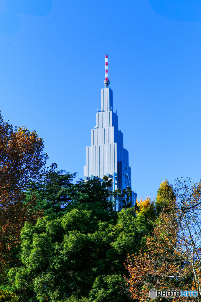 新宿御苑の紅葉3