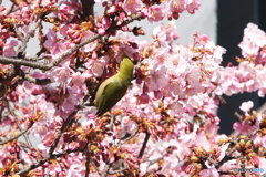 花も撮ってます2