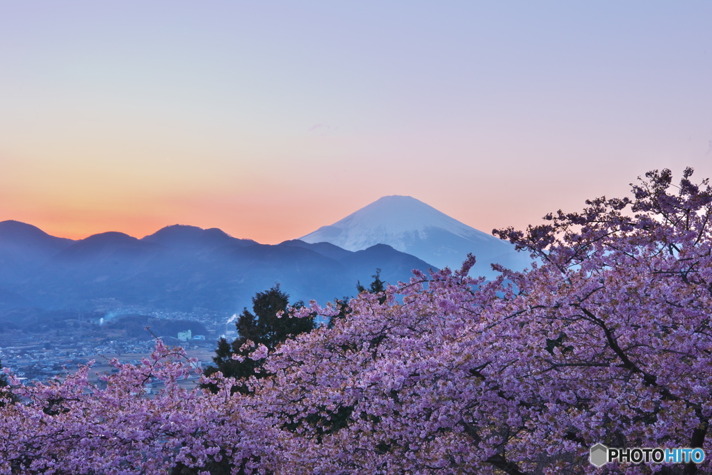 花も撮ってます3