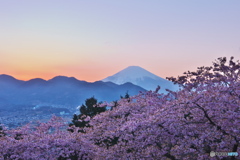 花も撮ってます3