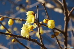花も撮ってます1