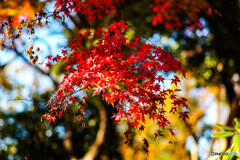 新宿御苑の紅葉5