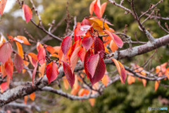 奈良＆京都旅行