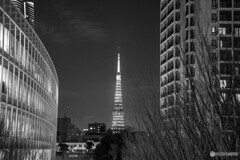 六本木スナップ17