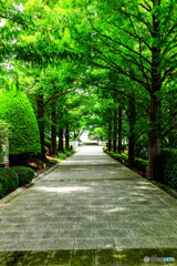 横浜山手西洋館スナップ14