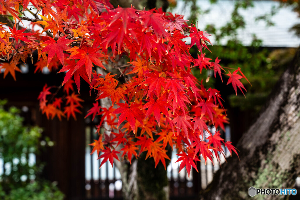 奈良＆京都旅行3