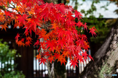 奈良＆京都旅行3