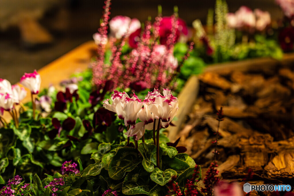 恵比寿ガーデンプレイスでスナップ7