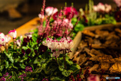 恵比寿ガーデンプレイスでスナップ7