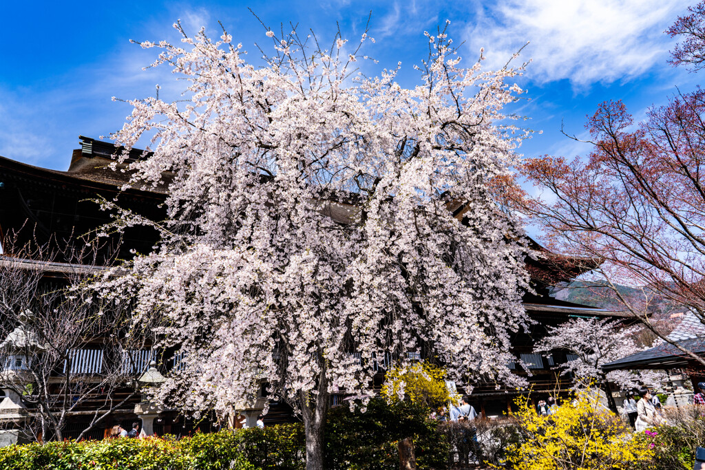 満開になりました。