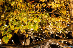 恵比寿ガーデンプレイスでスナップ9