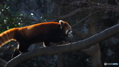 多摩動物公園 レッサーパンダ