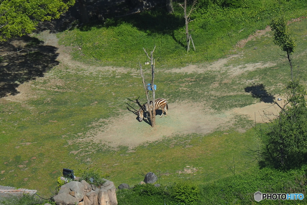 天王寺動物園