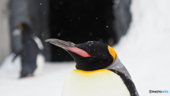 旭山動物園 キングペンギン