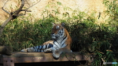 多摩動物公園 トラ