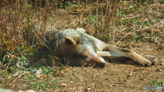 多摩動物公園 01