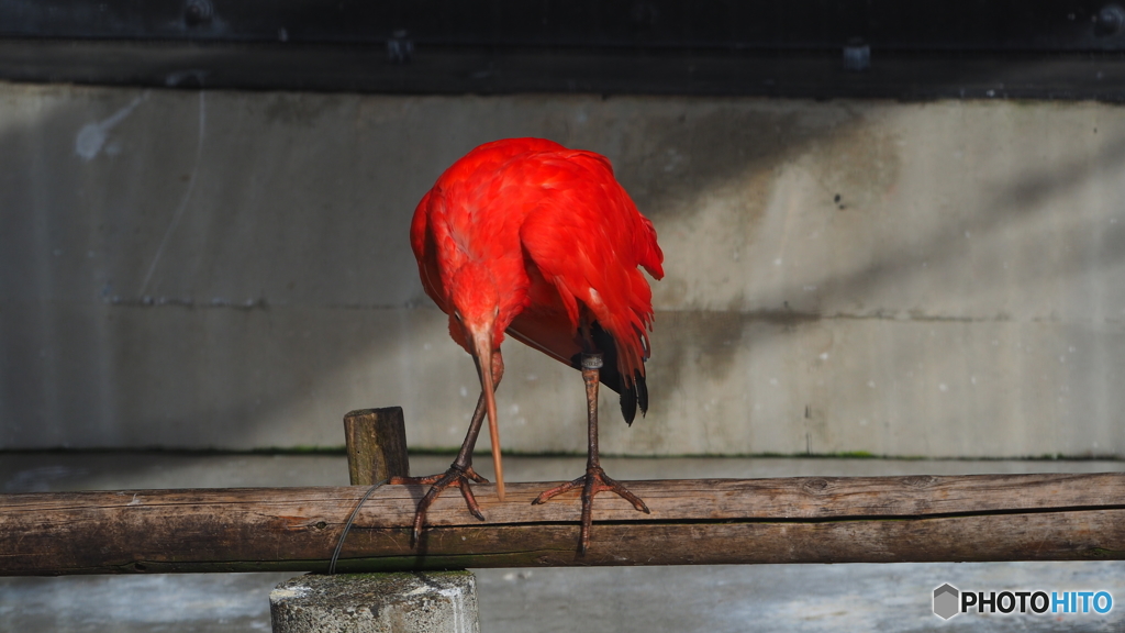 野毛山動物園