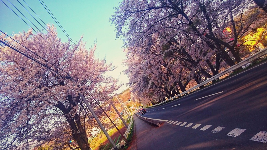 桜