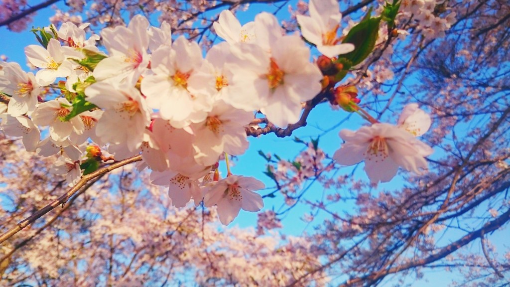 桜