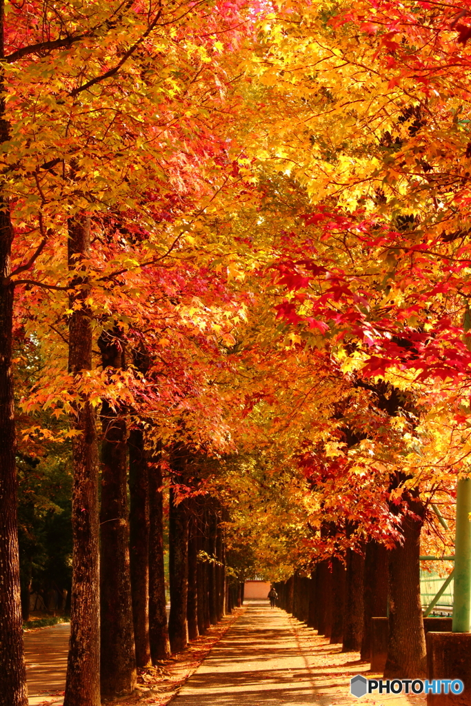 紅葉する並木道