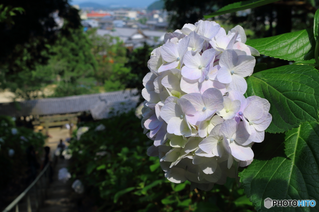 陽に照らされ
