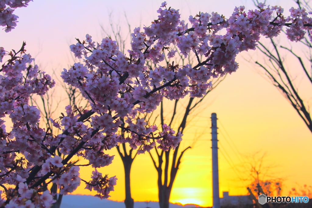 早咲きの桜