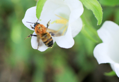 ミツバチと風鈴草