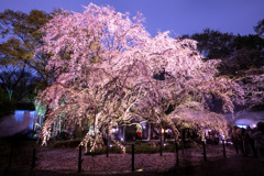 しだれ桜