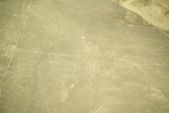 ハチドリ（ナスカ地上絵）