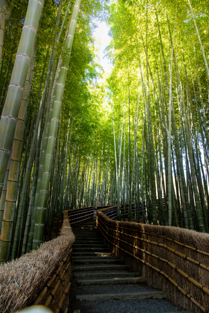竹林の坂