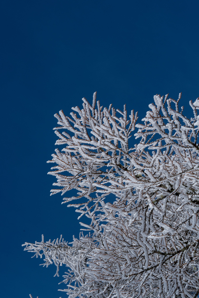 雪華