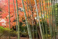 竹と秋
