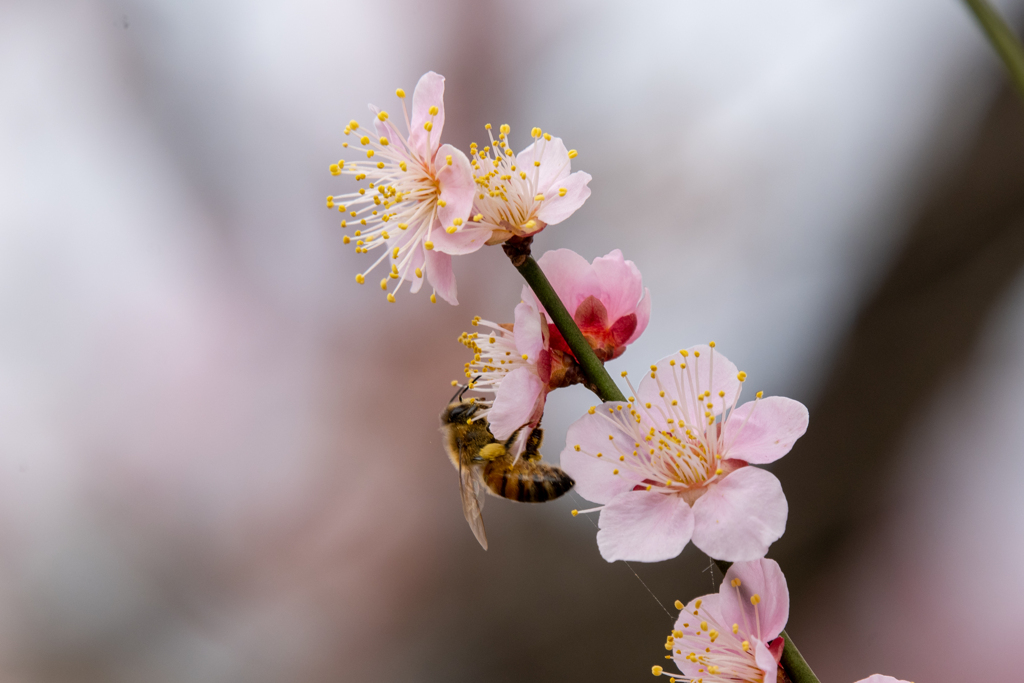 せっせと